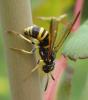 Allantus viennensis